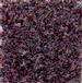 Ash Berry